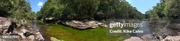 Colorful endemic red freshwater plants known as macarenia clavigera create colorful natural tapestries along the creeks of Cano Cristales river...