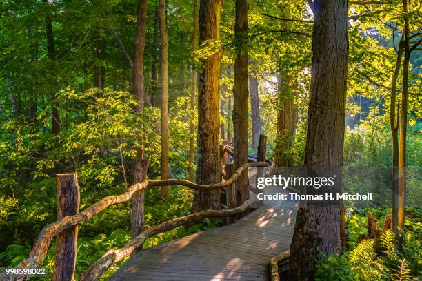 ma-berkshires-stockbridge-mary v. flynn trail - flynn stock pictures, royalty-free photos & images