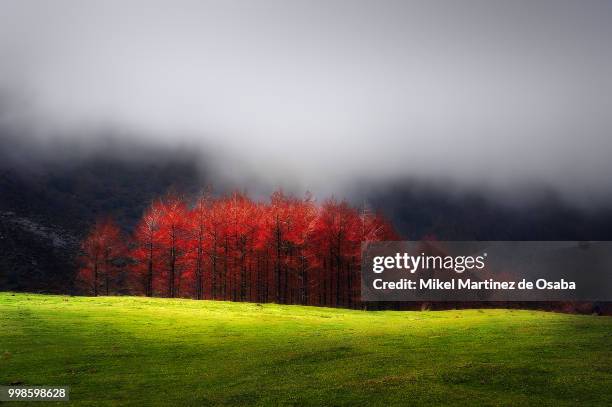 larch' tongues in aspic - larch stock pictures, royalty-free photos & images