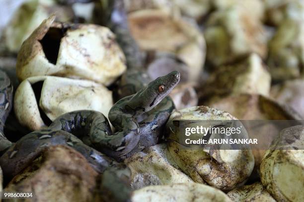 Reticulated python looks on as it hatches from an egg at Guindy Snake park in Chennai on July 14, 2018.