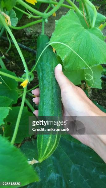 cucumber vegetable, plants growing in greenhouse, poly-tunnel. - mikroman6 imagens e fotografias de stock