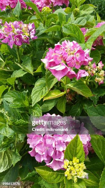 garden, pink hydrangea - mikroman6 imagens e fotografias de stock