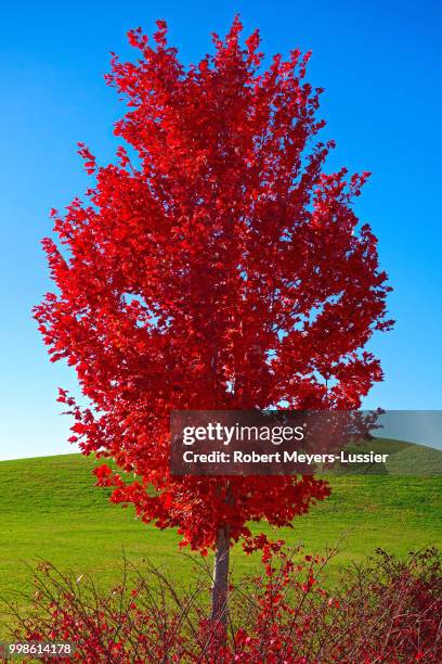 riverfront park primaries - meyers stock pictures, royalty-free photos & images