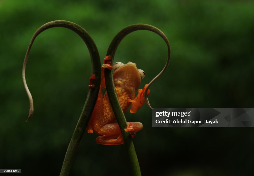 Red Frog