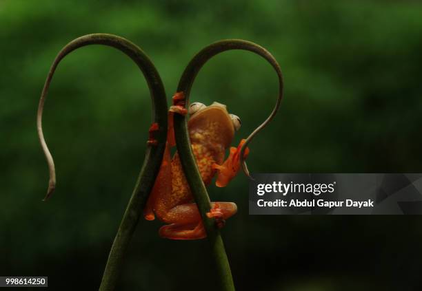 red frog - dayak stock pictures, royalty-free photos & images