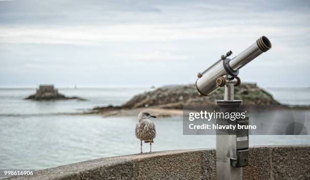 2,162 Oiseau Stock Photos, High-Res Pictures, and Images - Getty