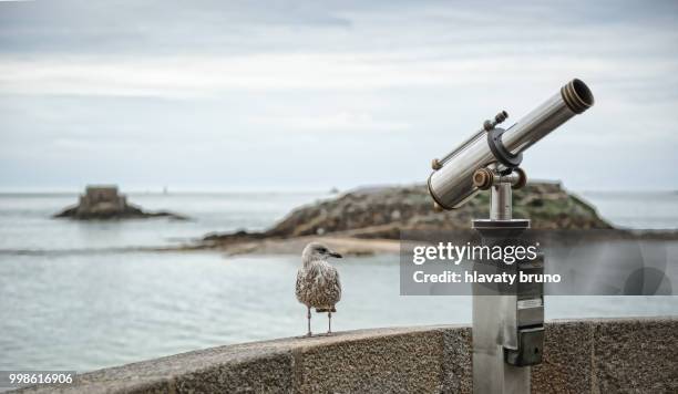 l'oiseau - oiseau stock pictures, royalty-free photos & images