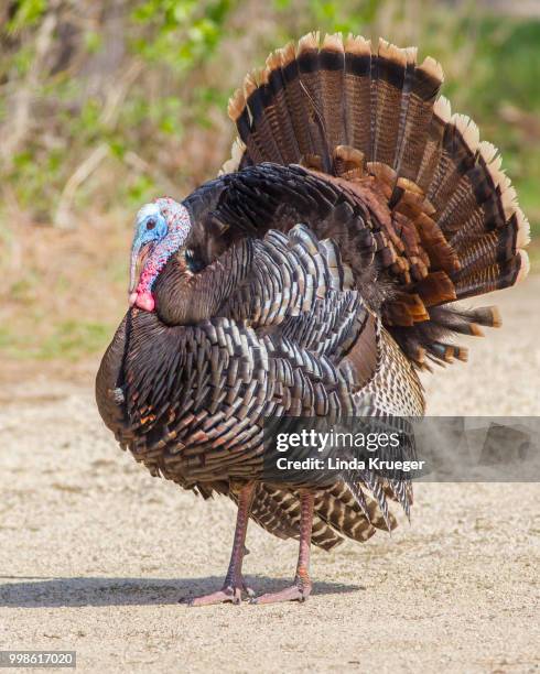 happy thanksgiving! - allesfresser stock-fotos und bilder