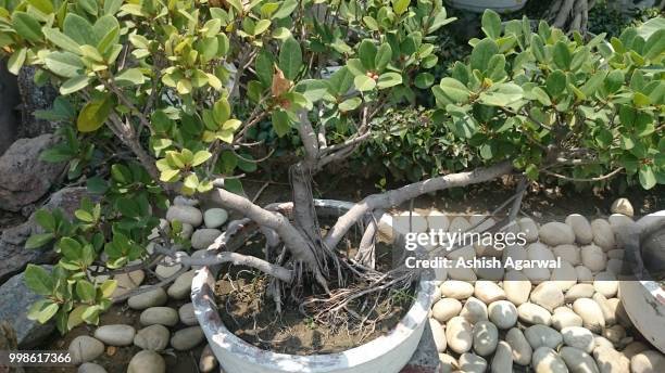 outside decoration with plants and stones.jpg - agarwal stock pictures, royalty-free photos & images