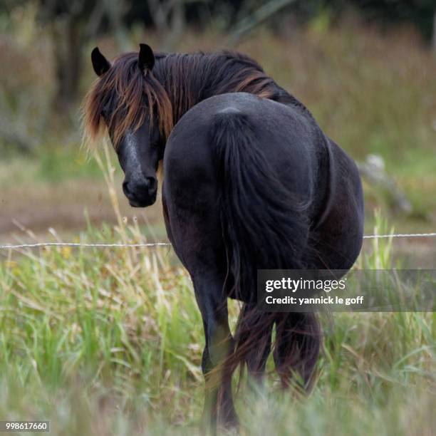 cheval - cheval stock pictures, royalty-free photos & images