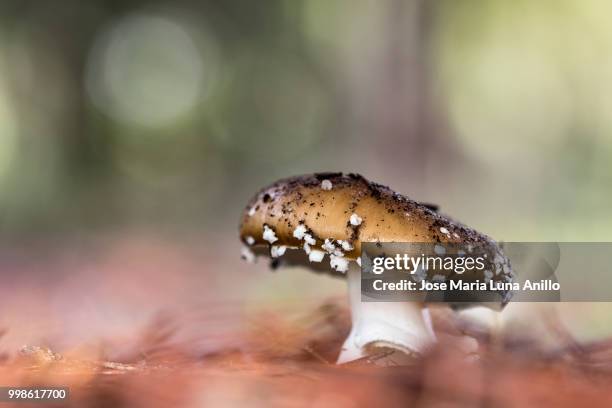 amanita pantherina - anillo stock pictures, royalty-free photos & images