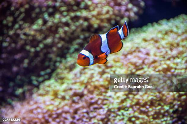 nemo caught in spot light - nemo stock pictures, royalty-free photos & images
