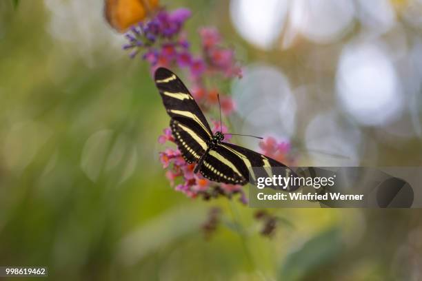 bunt wie ein schmetterling - schmetterling stock pictures, royalty-free photos & images