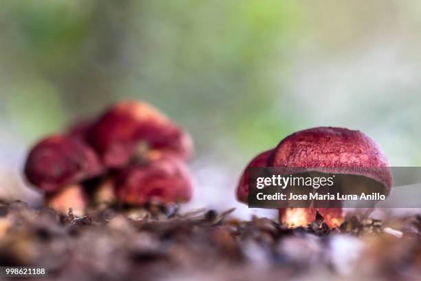 red velvet - anillo stock pictures, royalty-free photos & images