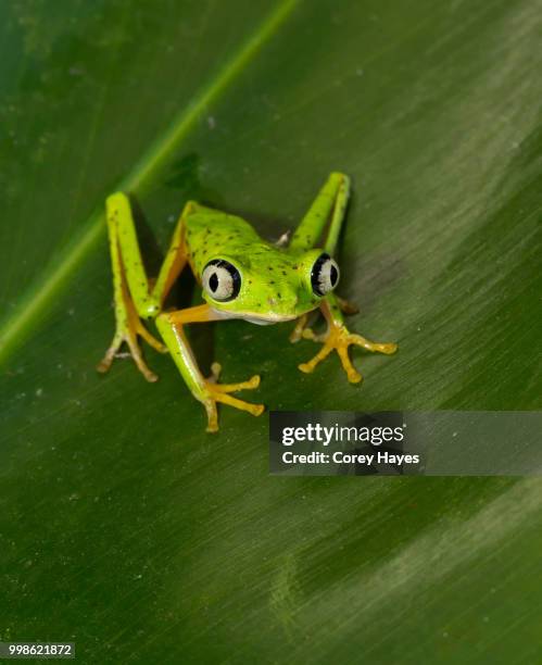 lemur leaf frog - lemur leaf frog stock pictures, royalty-free photos & images