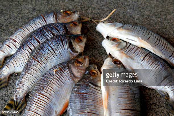 fresh fish exposed in a market in santarem, para state, brazil - para imagens e fotografias de stock