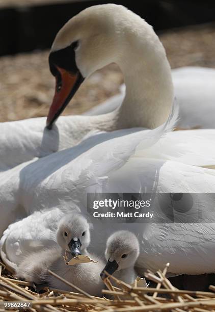 Cygnets sit beside their mother who is nesting at Abbotsbury Swannery - the only publically accessible colony of nesting mute swans in the world - on...