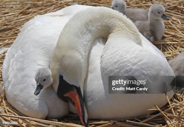 Cygnet snuggles with its siblings and its mother who is nesting at Abbotsbury Swannery - the only publically accessible colony of nesting mute swans...