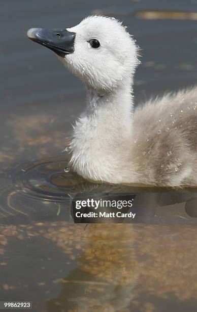 Cygnet swims in the water close to their mother who is nesting at Abbotsbury Swannery - the only publically accessible colony of nesting mute swans...