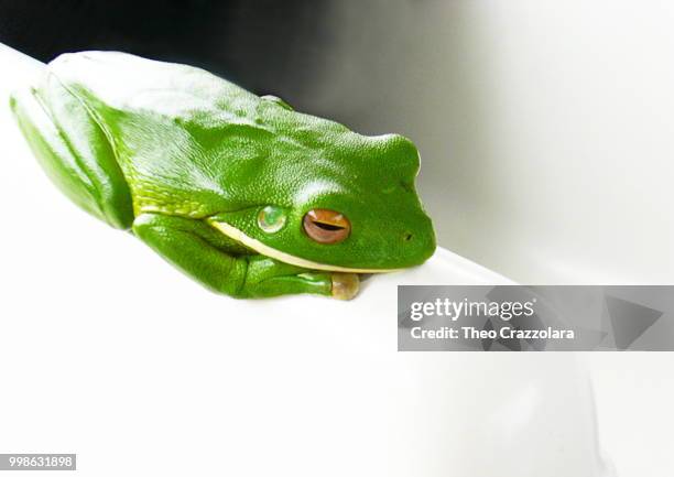 green-tree-frog - anura stock pictures, royalty-free photos & images