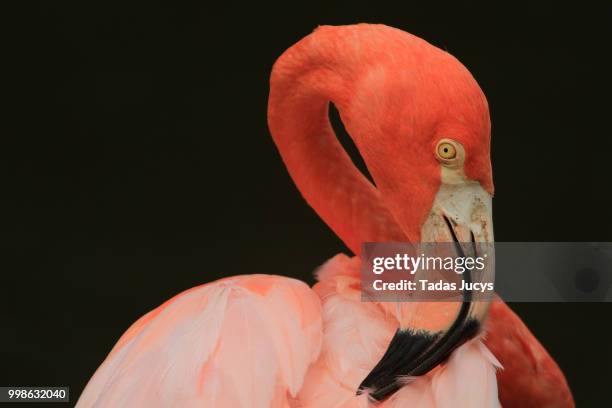 flamingo - roter flamingo stock-fotos und bilder