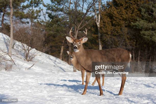 white-tailed deer buck in the winter snow - snow white - fotografias e filmes do acervo