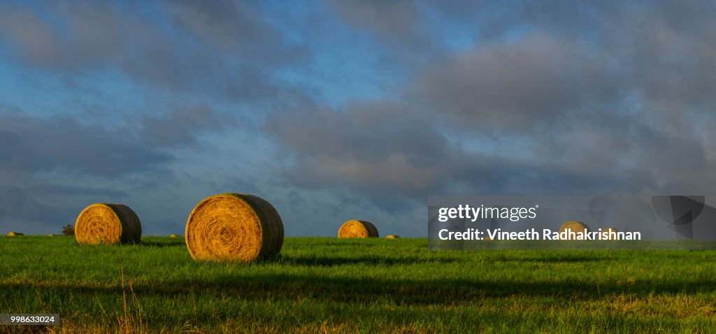 Harvest @ Sunrise