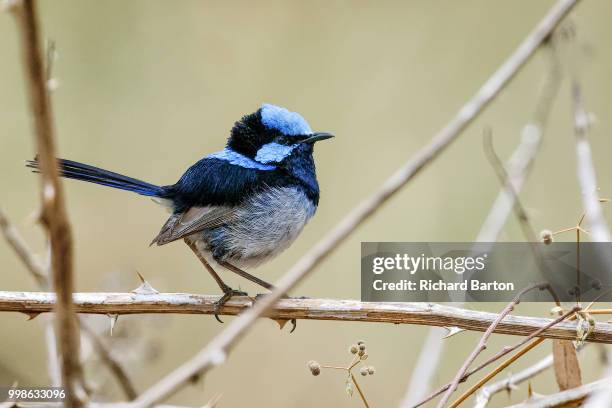 male superb fairy wren - superb stock pictures, royalty-free photos & images