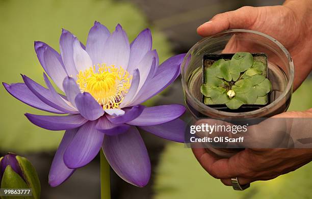 An employee of the Royal Botanical Gardens at Kew holds a 'Nymphaea Thermarum' waterlily, the smallest waterlily species in the world with pads as...