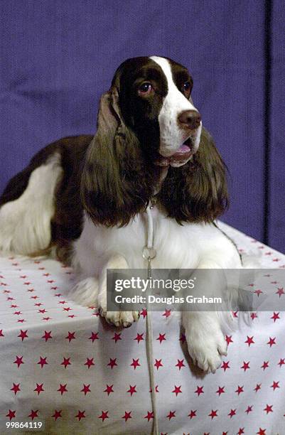 Samantha the English Springer Spaniel and Best in Show at the 2000 Westminster Kennel Club Dog Show, during the Pet Night on Capitol Hill event.