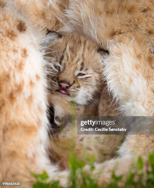 surrounded by mom - lynx photos et images de collection