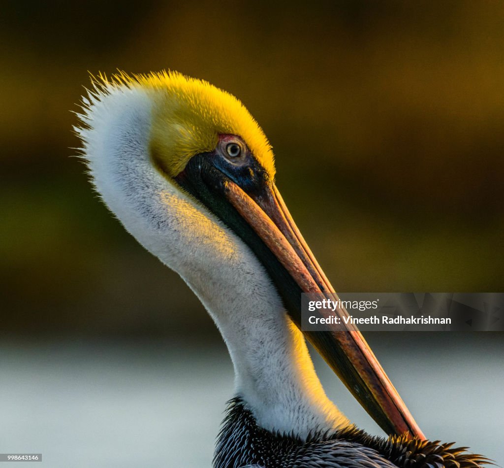 BrownPelicanPortrait