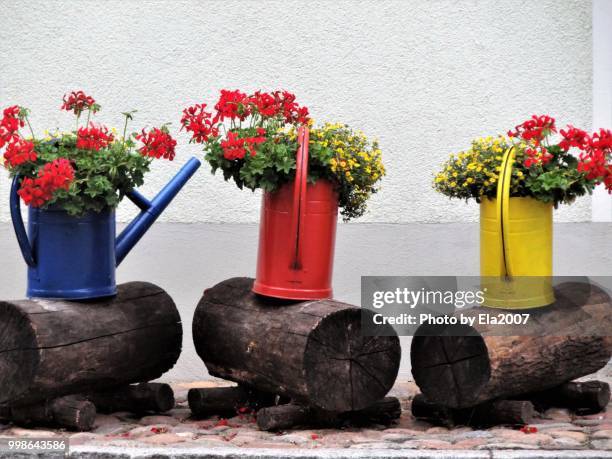 flowers in colorful watering cans - ela2007 fotografías e imágenes de stock