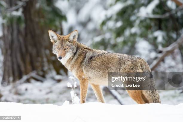 coyote in winter snow - coyote - fotografias e filmes do acervo