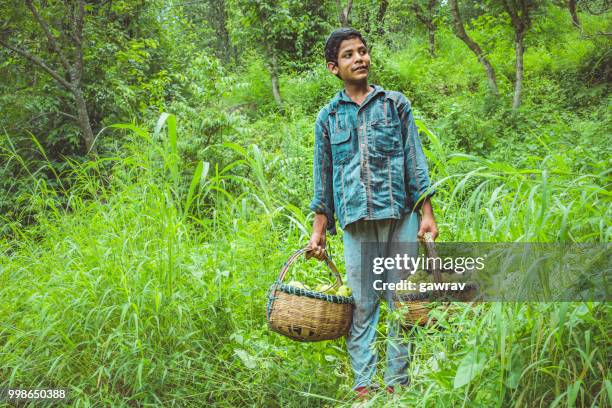 laborers pluck and collect pear from orchard in solan, himachal pradesh. - gawrav stock pictures, royalty-free photos & images