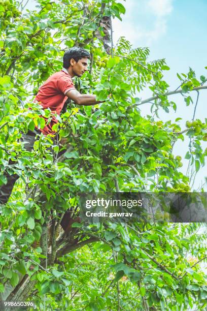 arbeiders plukken en verzamelen van peren uit de boomgaard in solan, himachal pradesh. - aziatische peer stockfoto's en -beelden