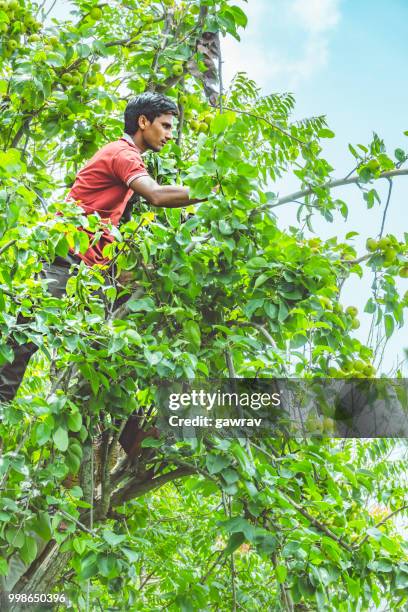 laborers pluck and collect pear from orchard in solan, himachal pradesh. - asian pear stock pictures, royalty-free photos & images