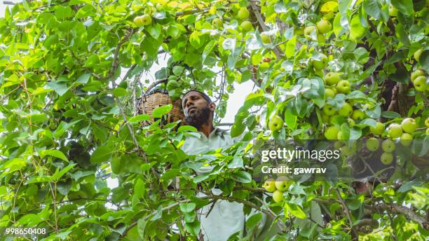 arbeiders plukken en verzamelen van peren uit de boomgaard in solan, himachal pradesh. - aziatische peer stockfoto's en -beelden