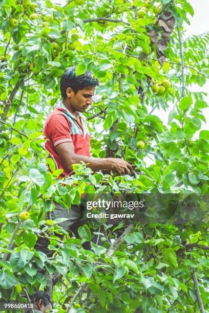 arbeiders plukken en verzamelen van peren uit de boomgaard in solan, himachal pradesh. - aziatische peer stockfoto's en -beelden