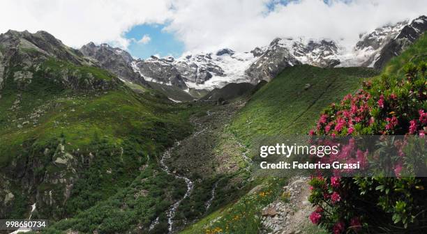 alpine landscape with monte rosa and wild rhododendrons - ヴェルバーノ・クジオ・オッソラ県 ストックフォトと画像