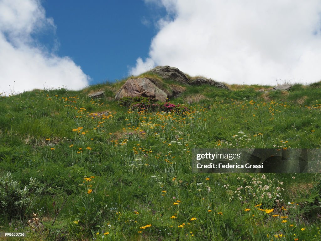 Alpine Pasture With Wild Flowers At The Feet Of Monte Rosa