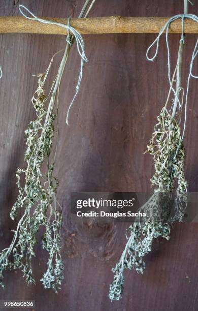 picked herbs hanging to dry for preservation - spice store stock pictures, royalty-free photos & images