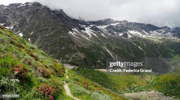 alpenroses flowering along hiking trail at monte rosa massif - alpenrose stock pictures, royalty-free photos & images