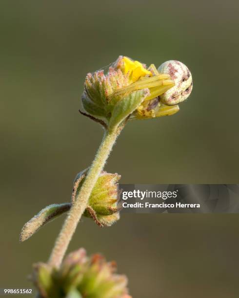 crab spider (thomisidae) - spider crab stock pictures, royalty-free photos & images