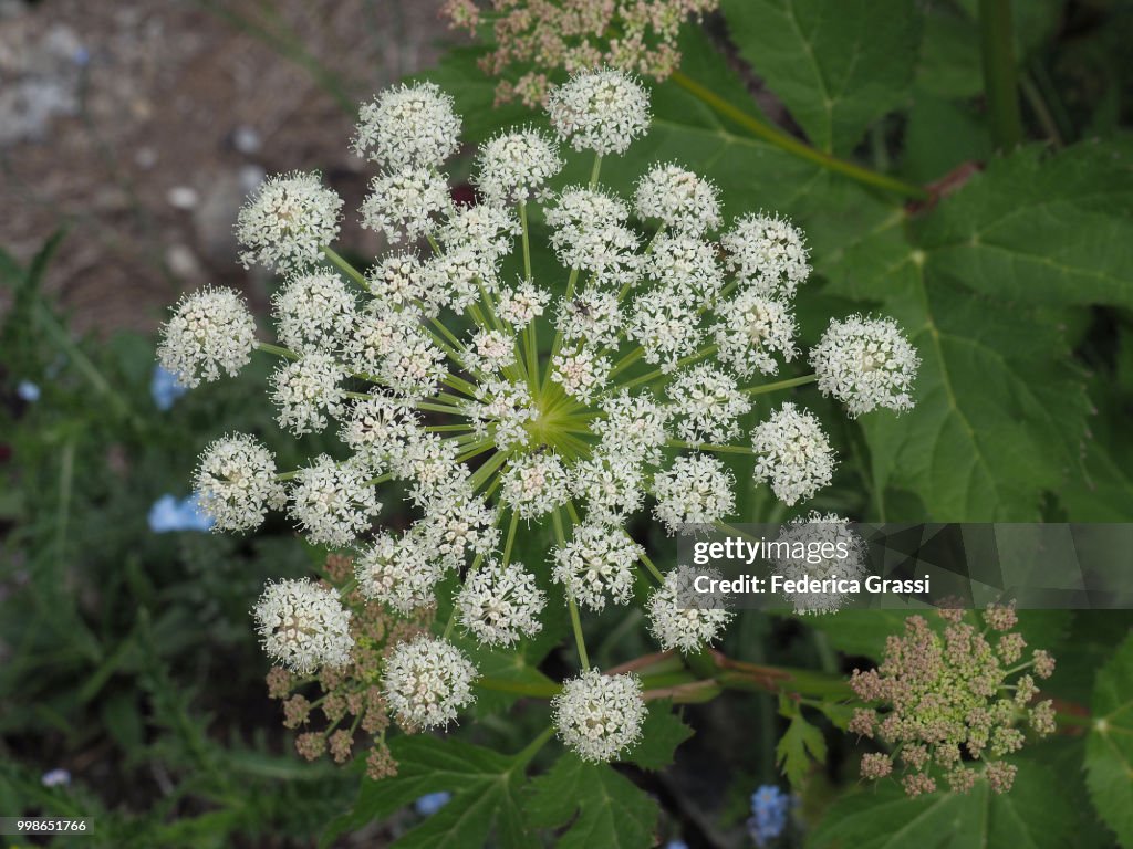 Queen Anne's Lace (Daucus carota) in Anzasca Valley