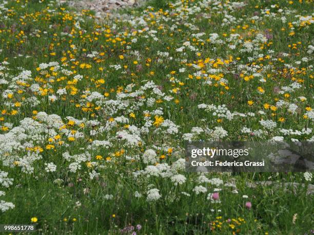 arnica montana and wild carrot or queen anne's lace (daucus carota) - alpes peninos fotografías e imágenes de stock