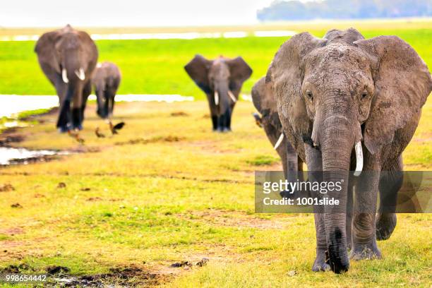elephants at wild - attacking - broken tusk - hdr - 1001slide stock pictures, royalty-free photos & images