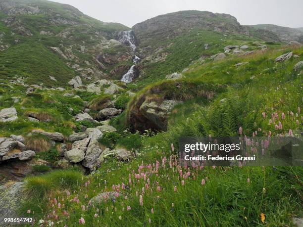 mountain stream and wild flowers in strona valley (valstrona or valle strona) - ヴェルバーノ・クジオ・オッソラ県 ストックフォトと画像