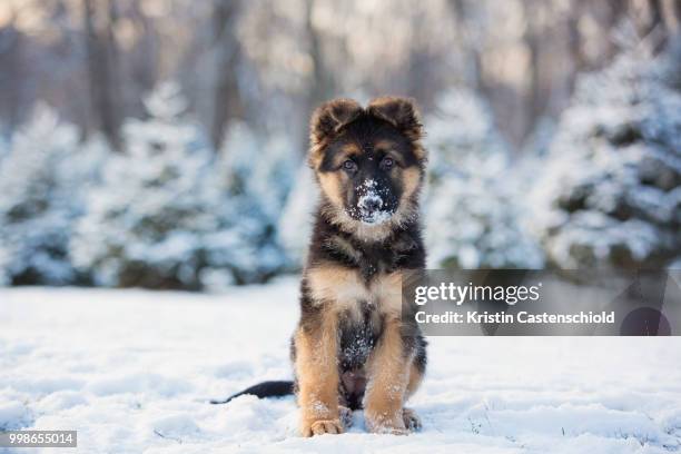 snow pups - german shepherd stock pictures, royalty-free photos & images