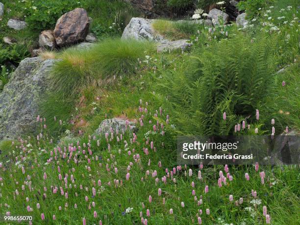 alpine pasture with wild flowers in strona valley (valstrona or valle strona) - ヴェルバーノ・クジオ・オッソラ県 ストックフォトと画像